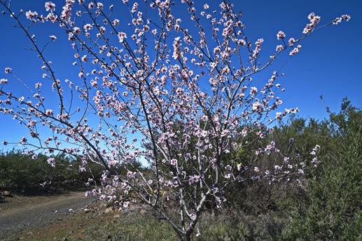 3 feb 2021 Fioritura mandorli